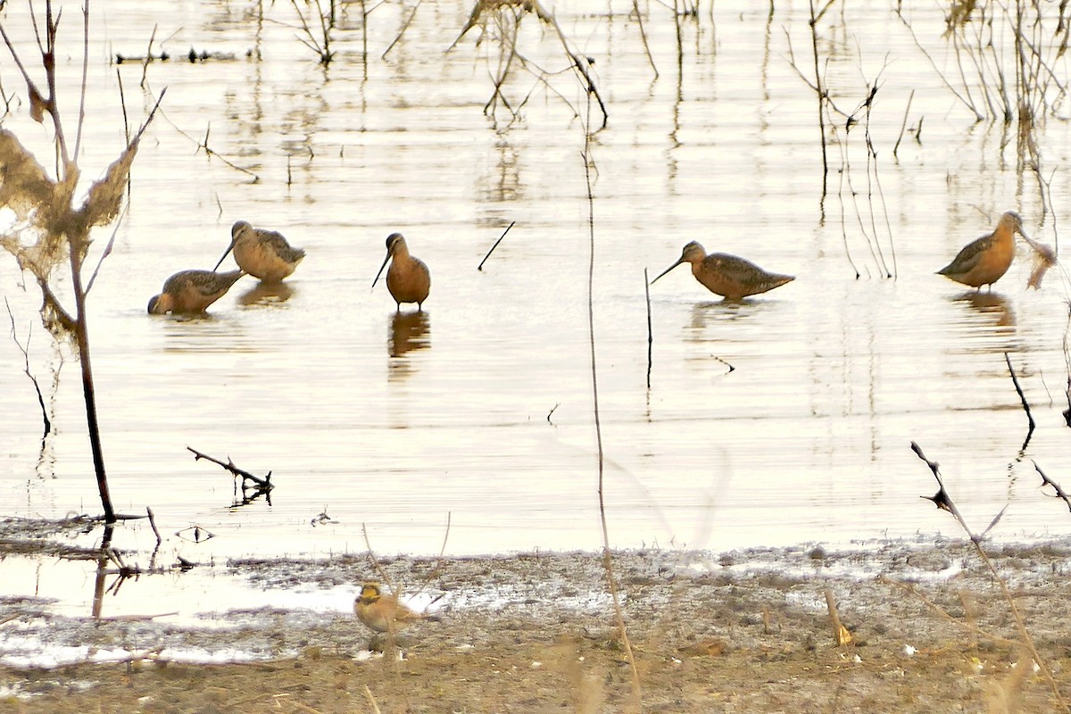 Long-billed Dowitcher - Jon (JC) Curd