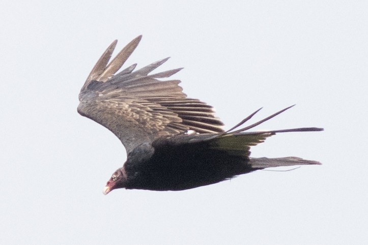 Turkey Vulture - ML622513812