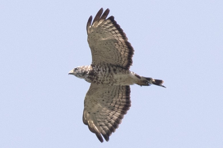 Broad-winged Hawk - David Brown