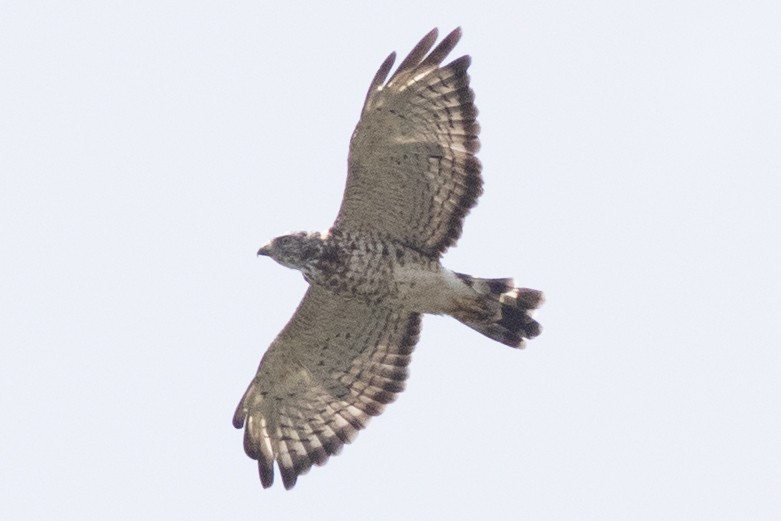 Broad-winged Hawk - ML622513815