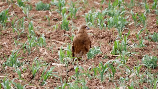 Mountain Caracara - ML622513825