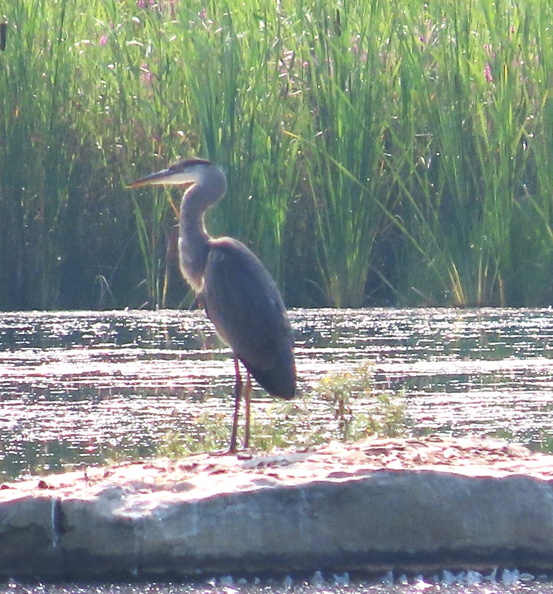 Great Blue Heron - ML622513833