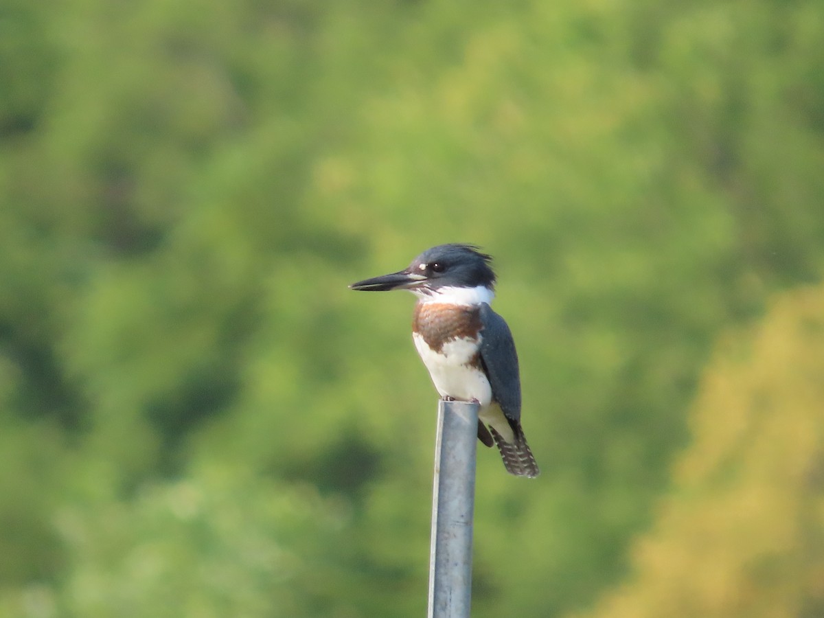 Belted Kingfisher - ML622513841