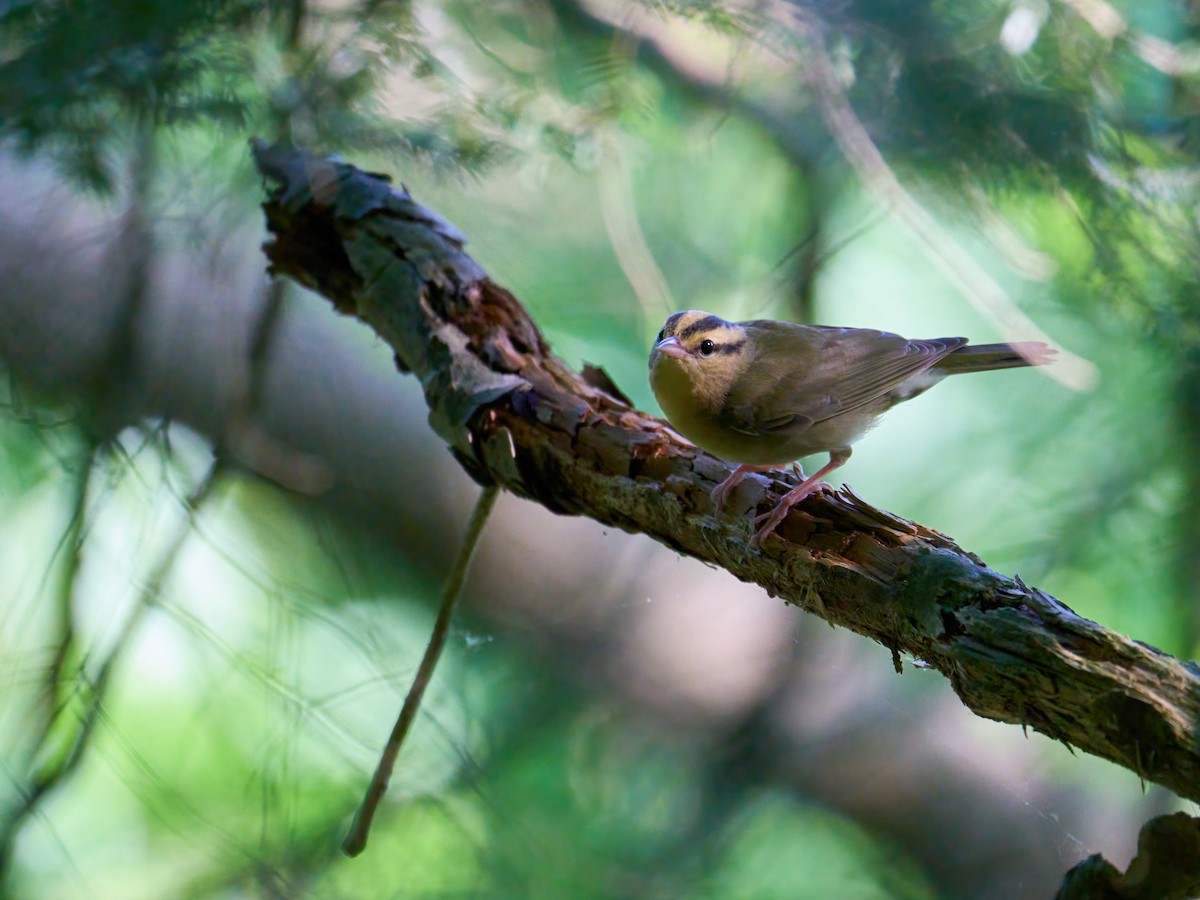 Paruline vermivore - ML622513879