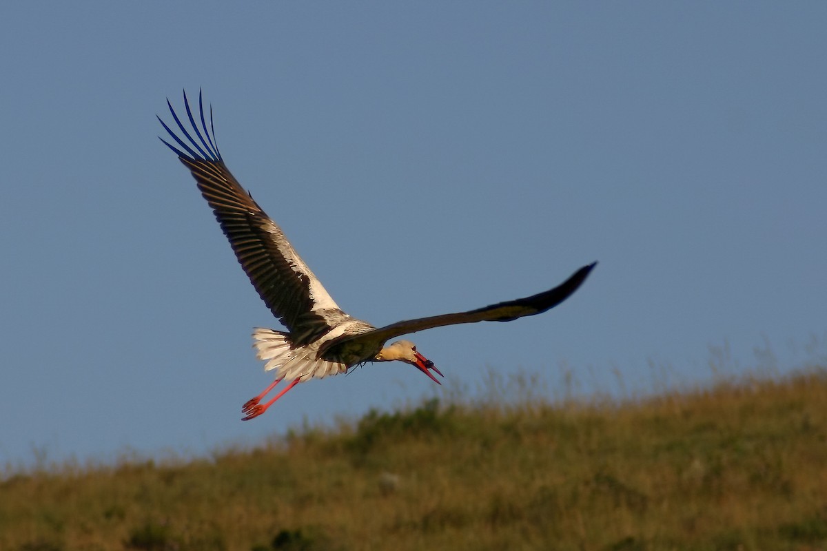 White Stork - ML622513915