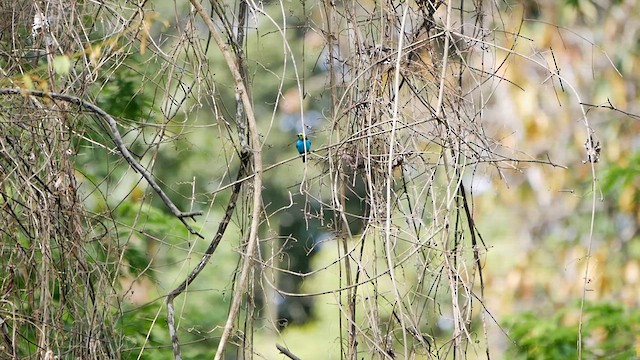 Paradise Tanager - ML622513964