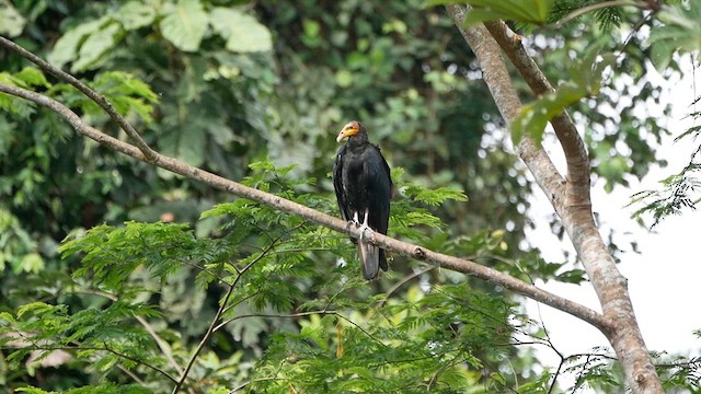 Greater Yellow-headed Vulture - ML622513999
