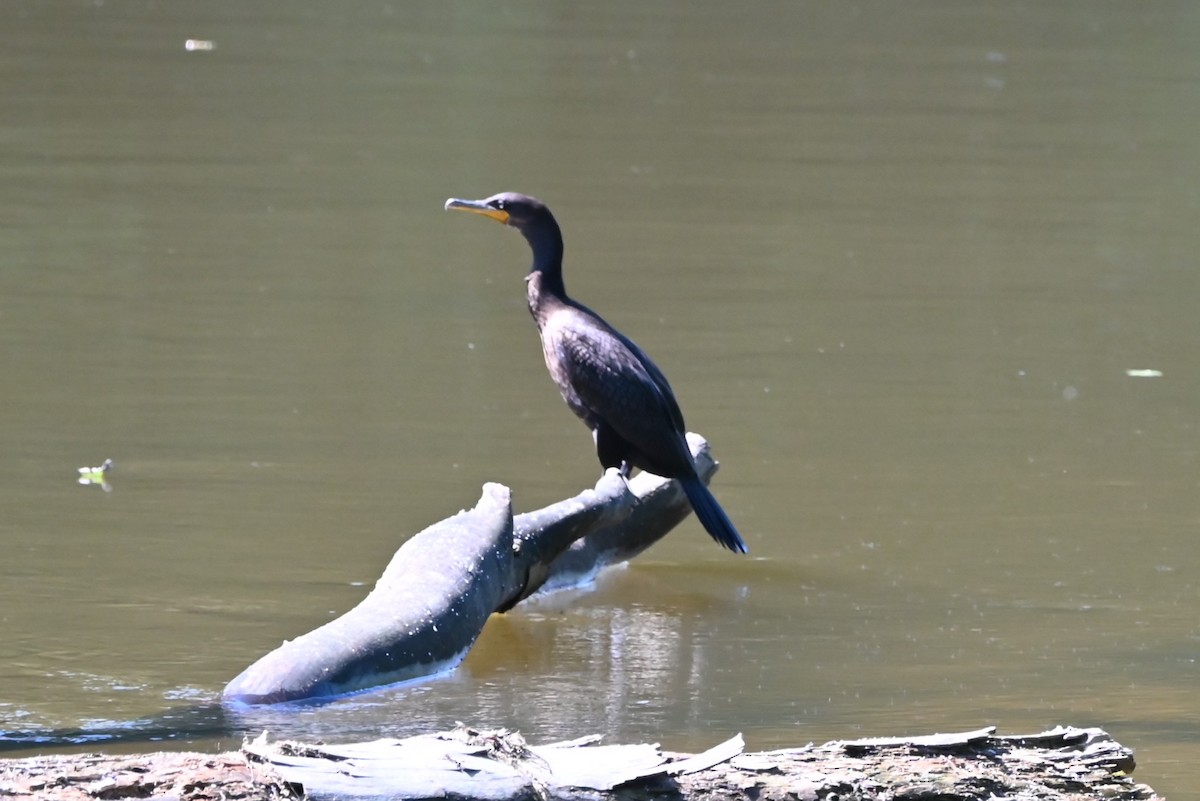 Double-crested Cormorant - ML622514128