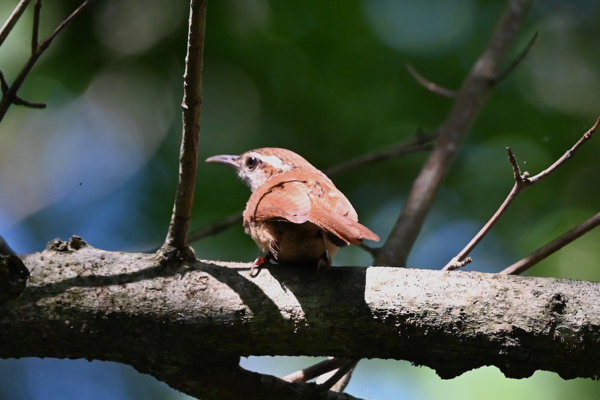 Carolina Wren - Andrew Ednie