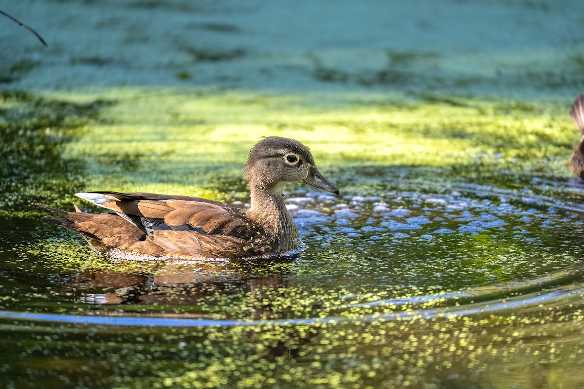 Pato Joyuyo - ML622514219