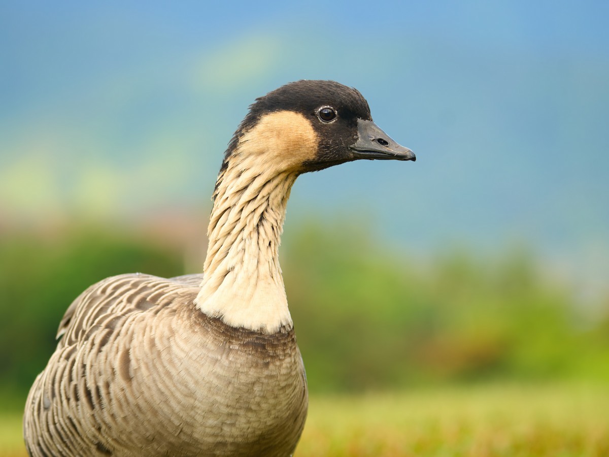 Hawaiian Goose - ML622514223