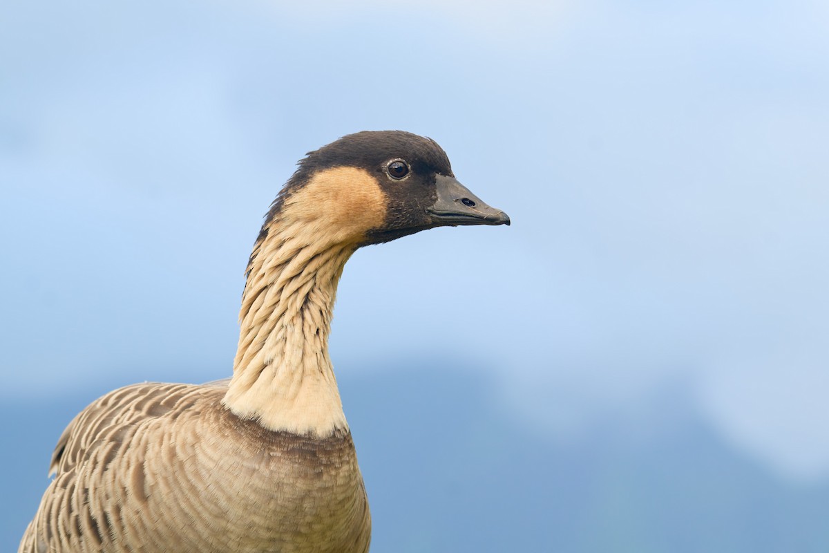 Hawaiian Goose - ML622514224