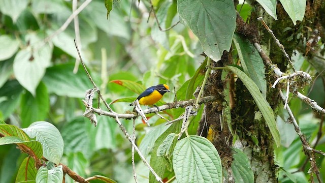 Orange-bellied Euphonia - ML622514232