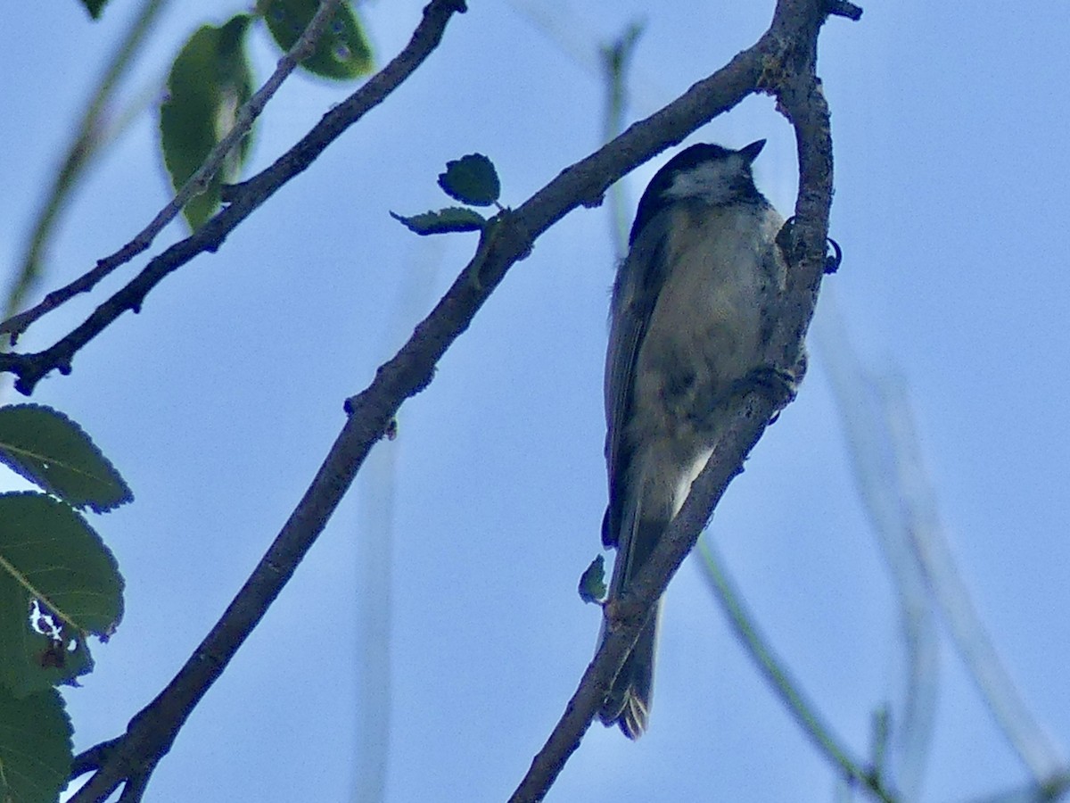 Black-capped Chickadee - ML622514249