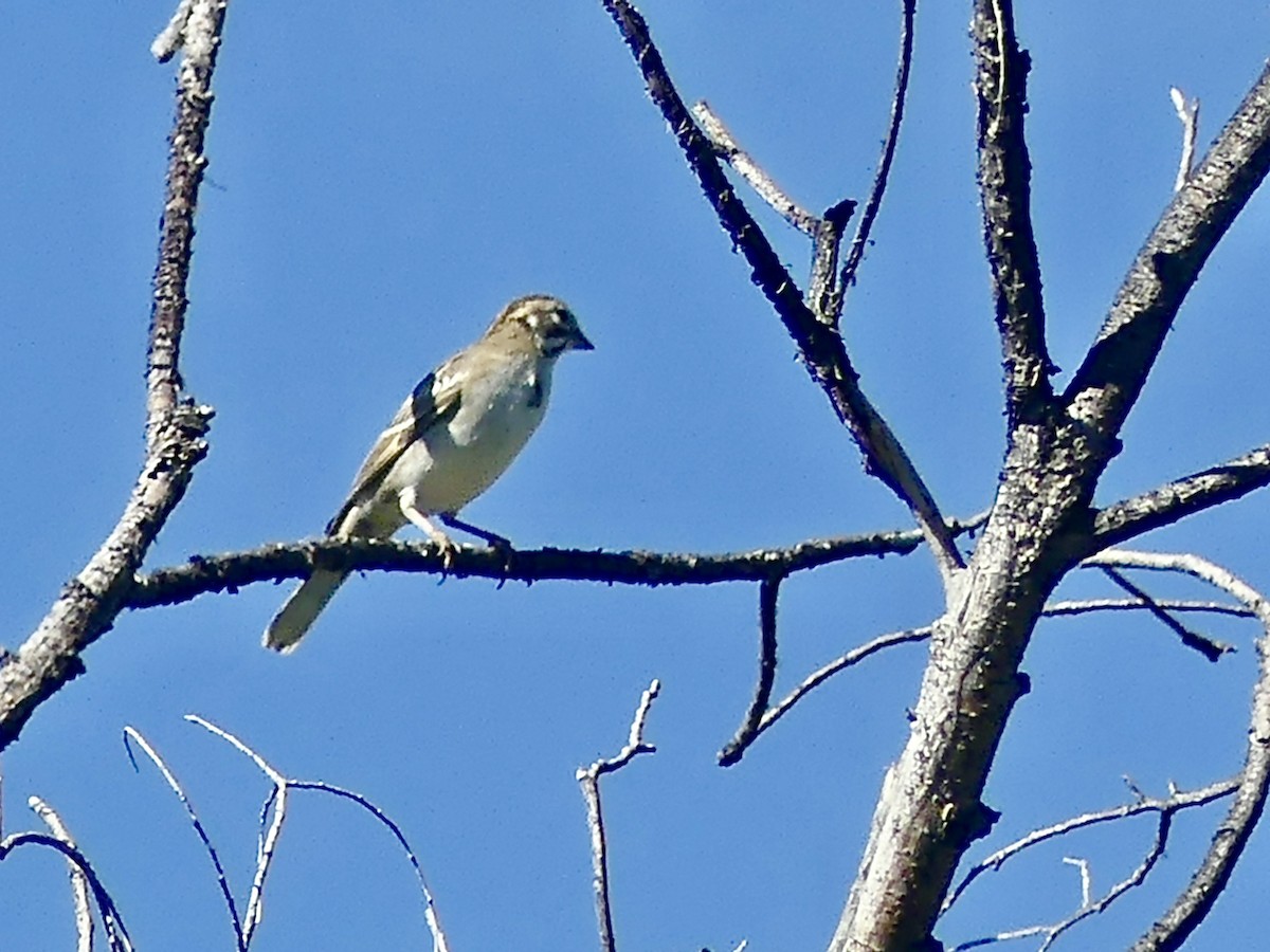 Lark Sparrow - ML622514271