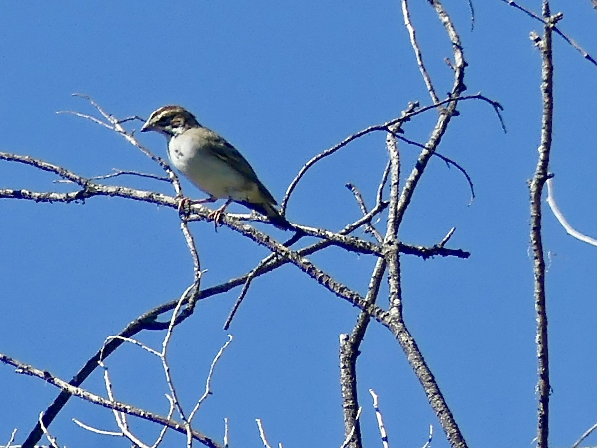 Lark Sparrow - ML622514272