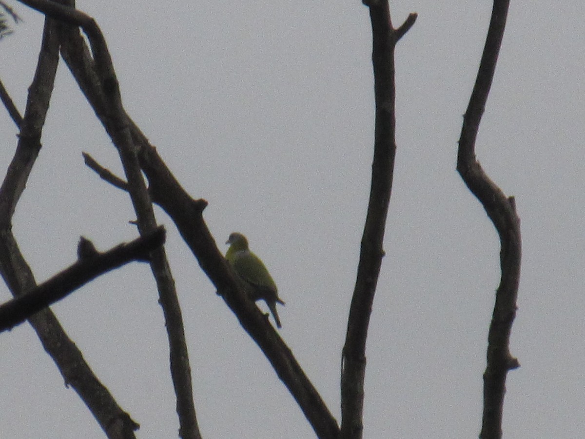 Yellow-footed Green-Pigeon - ML622514336