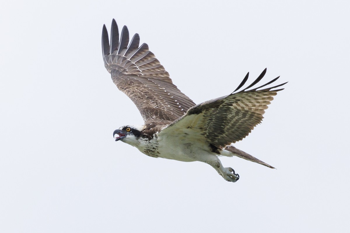 Osprey - ML622514339