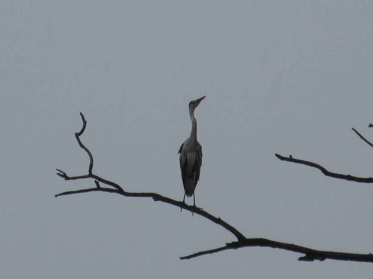 Gray Heron - ML622514351