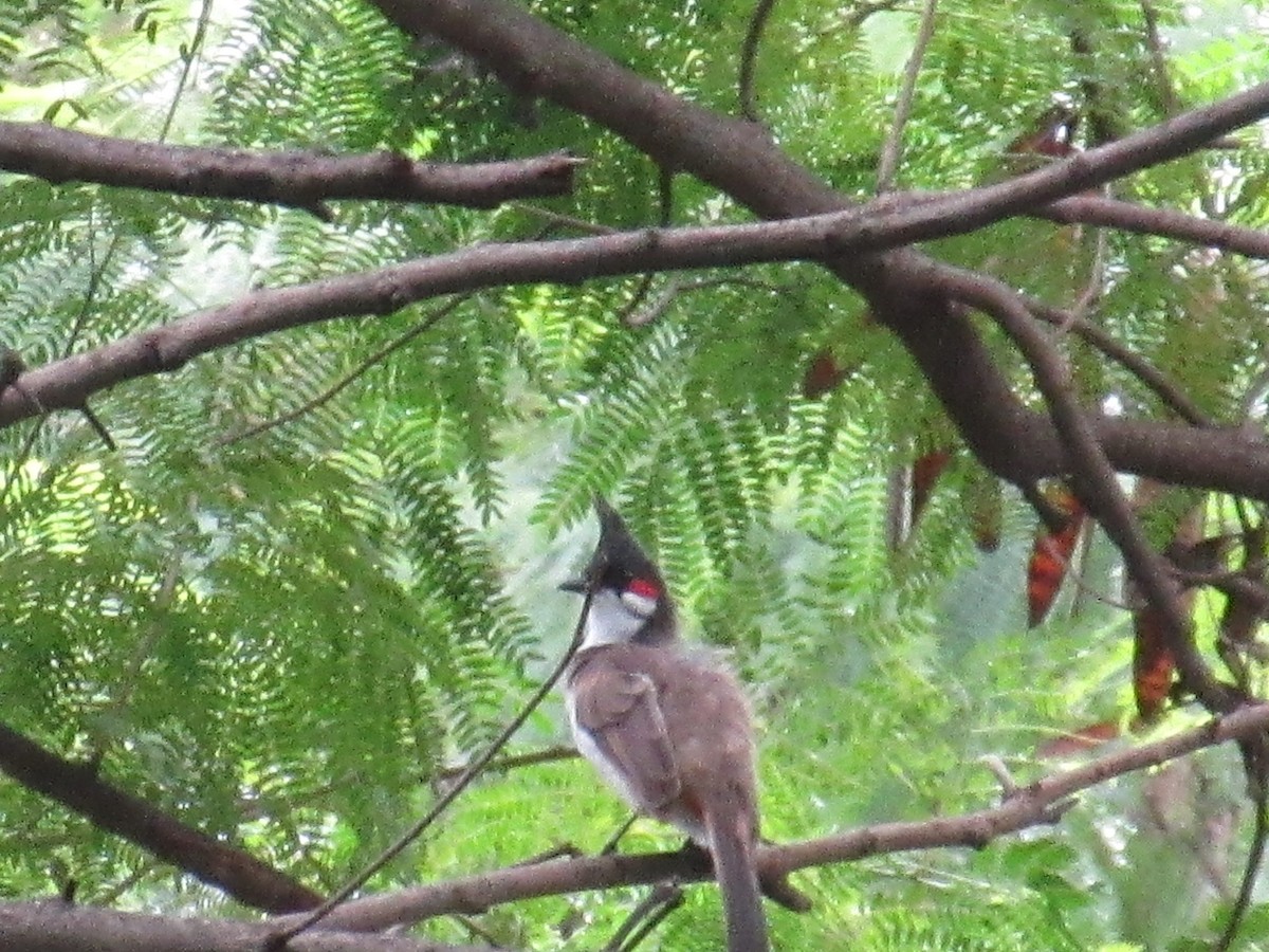 Red-whiskered Bulbul - ML622514367