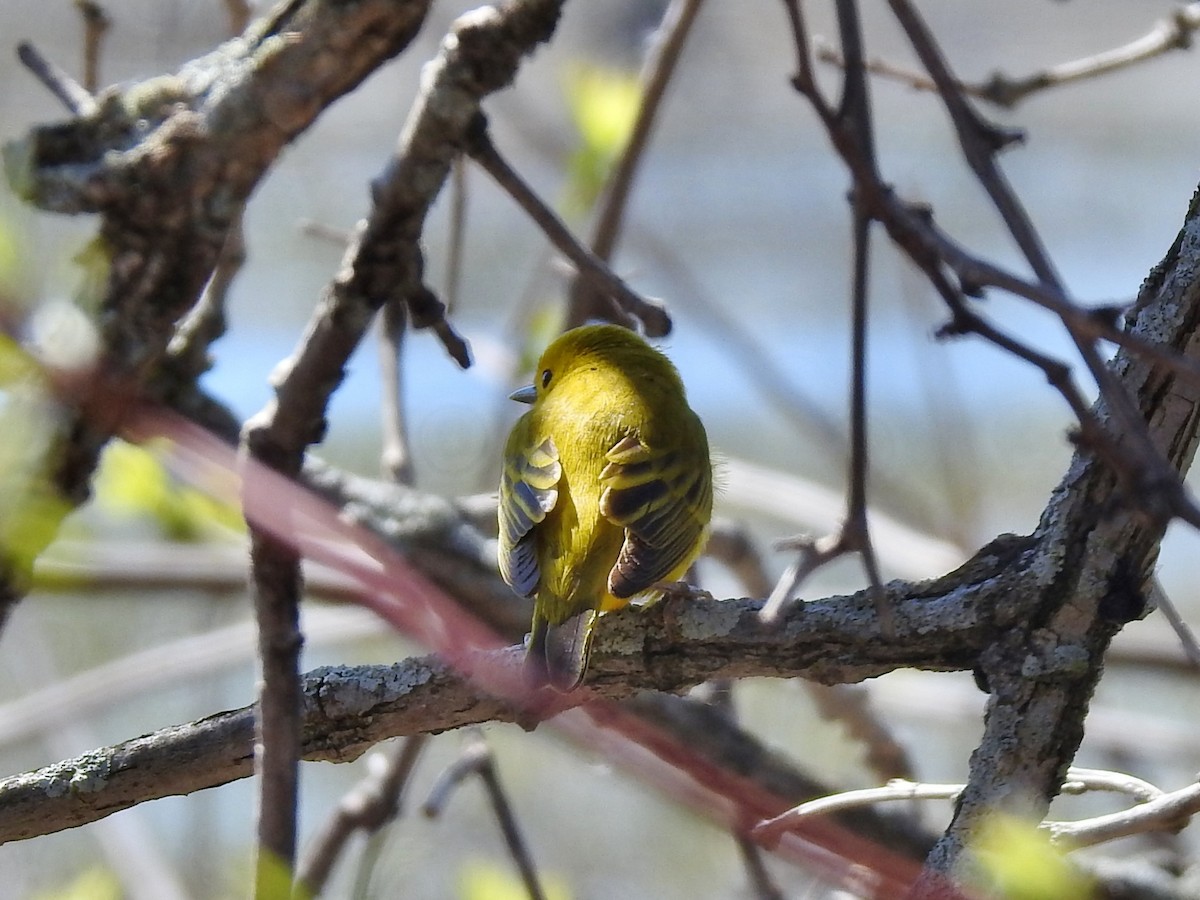 Yellow Warbler - Francine Mercier