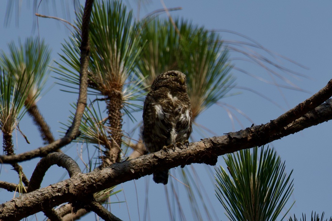 Collared Owlet - ML622514565