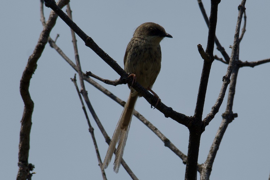 Himalayan Prinia - ML622514584