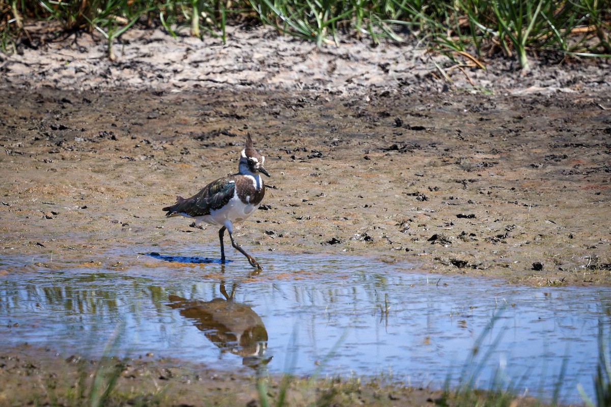 Northern Lapwing - ML622514690