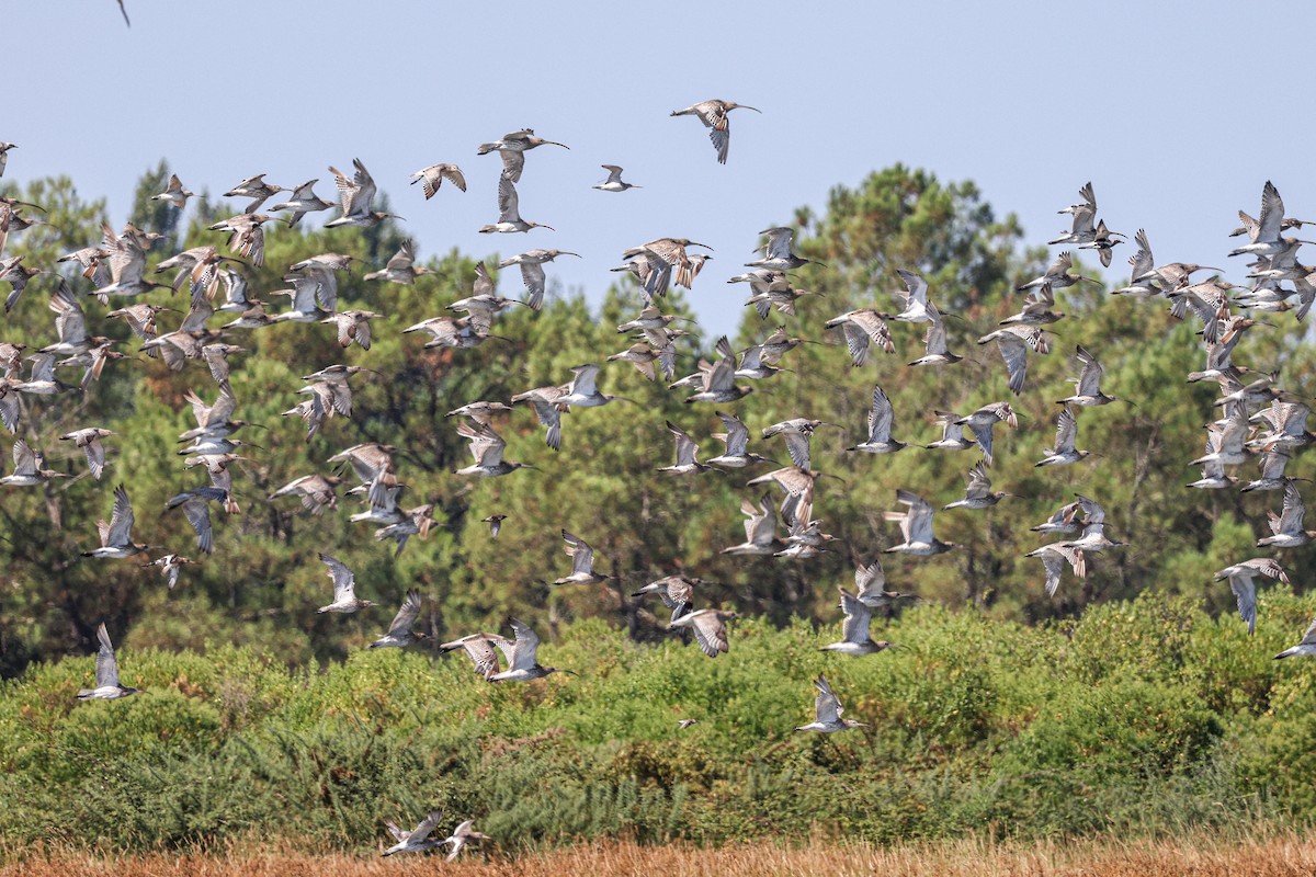 Eurasian Curlew - ML622514701