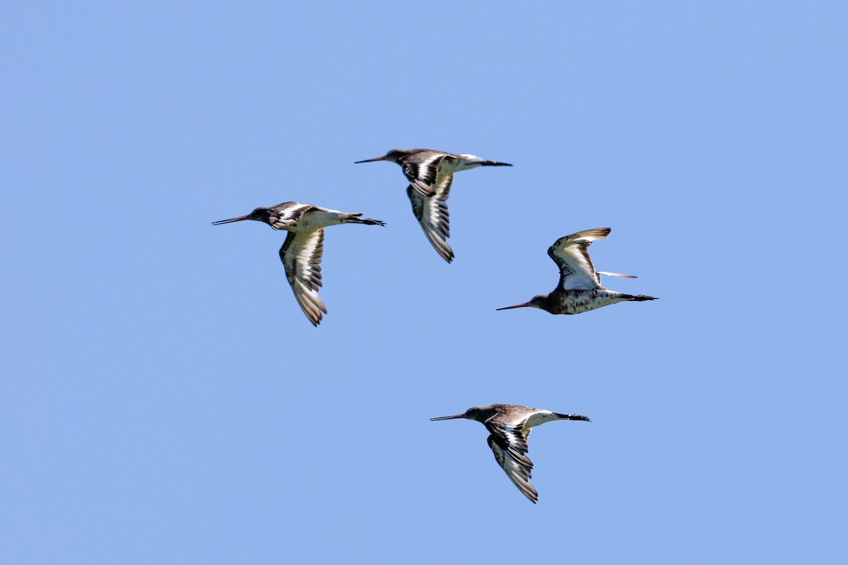 Black-tailed Godwit - ML622514704