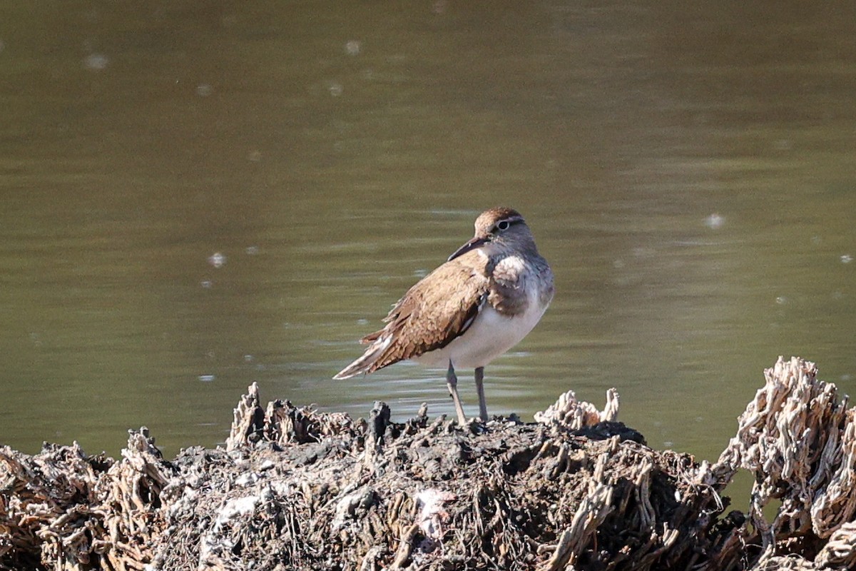 Common Sandpiper - ML622514712