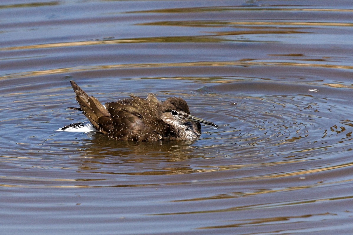 Green Sandpiper - ML622514723