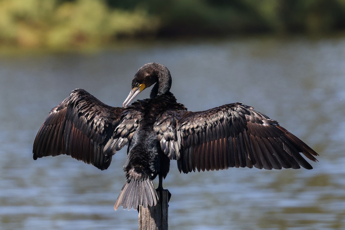 Great Cormorant - ML622514737