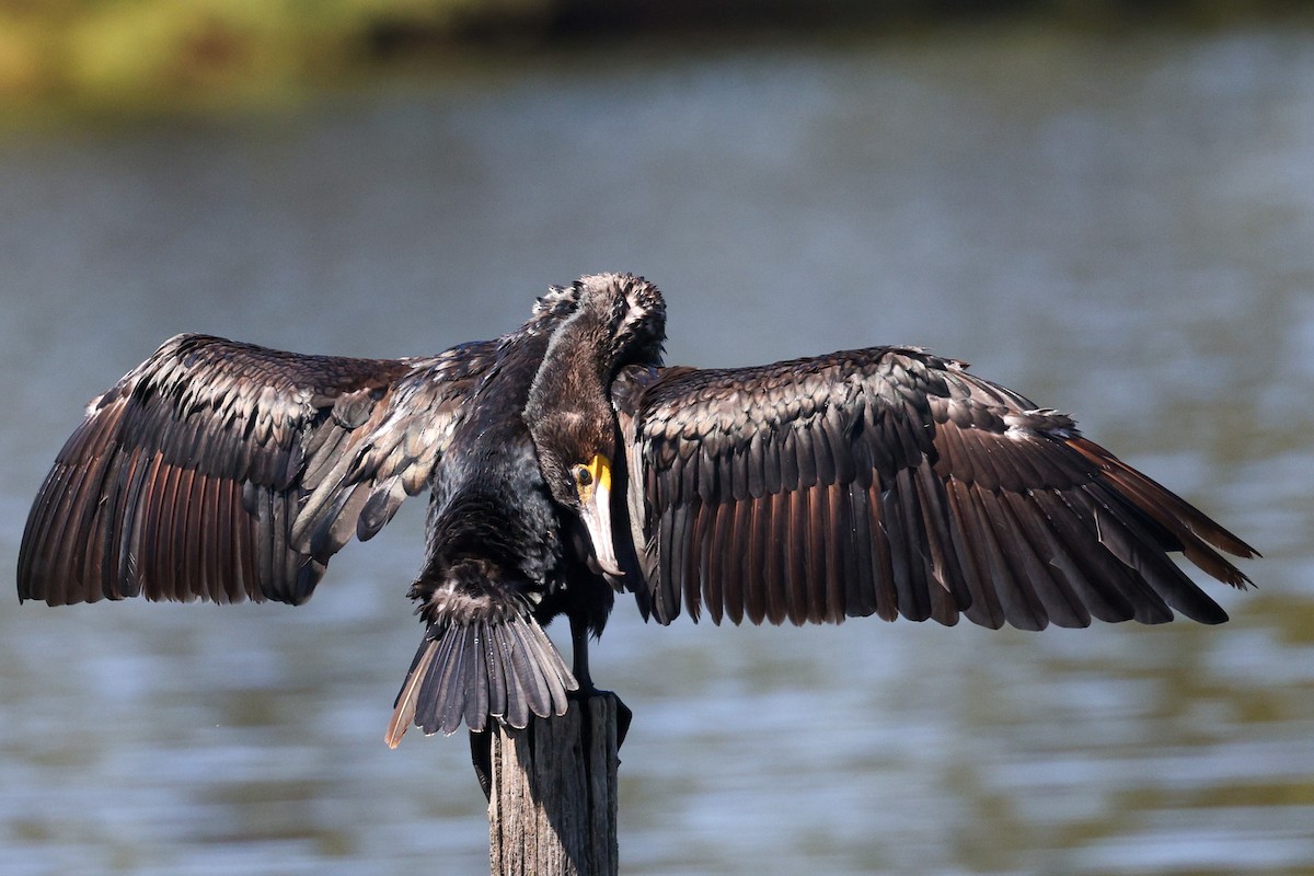 Great Cormorant - ML622514738