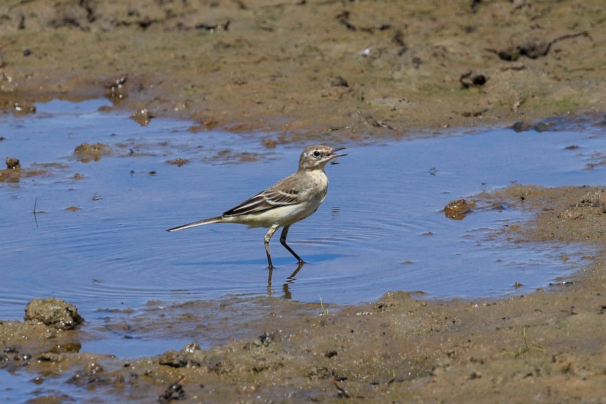 Western Yellow Wagtail - ML622514745