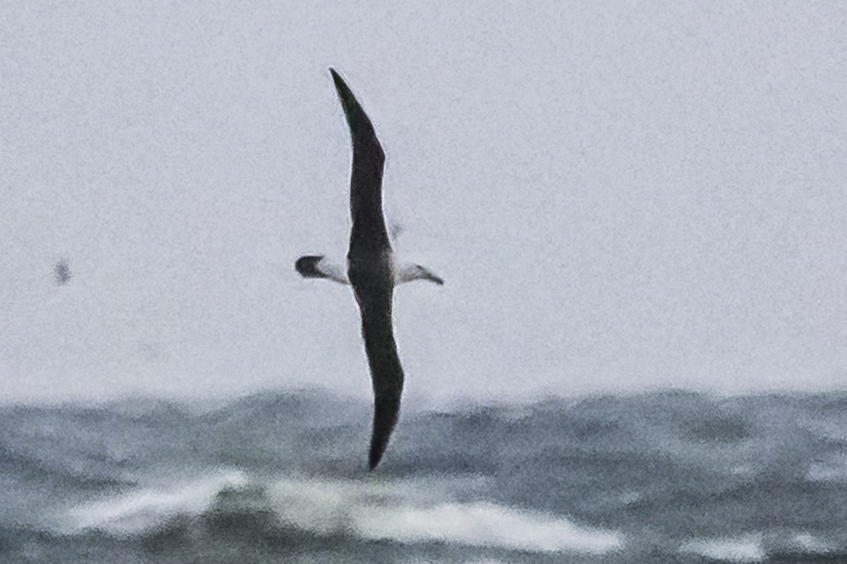 Black-browed Albatross - ML622514756