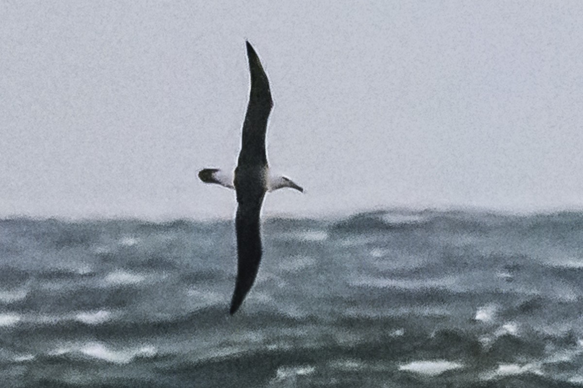 Black-browed Albatross - ML622514757