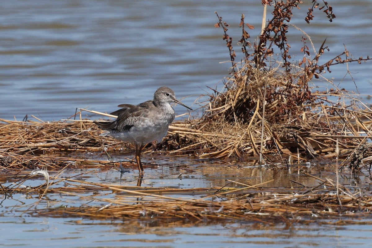 Common Redshank - ML622514760