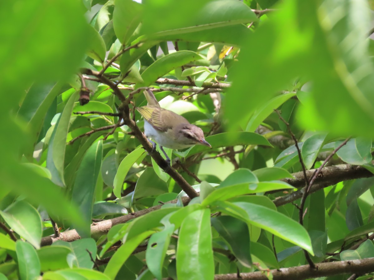 Black-whiskered Vireo - ML622514811