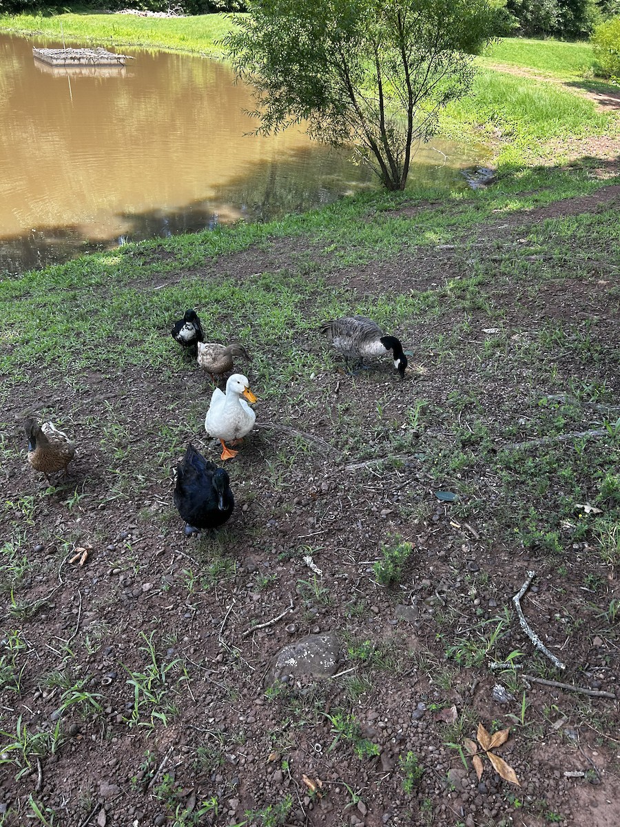 Cackling Goose - ML622514924
