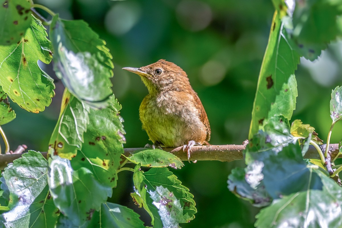 House Wren - ML622514966