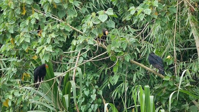 Greater Yellow-headed Vulture - ML622515017