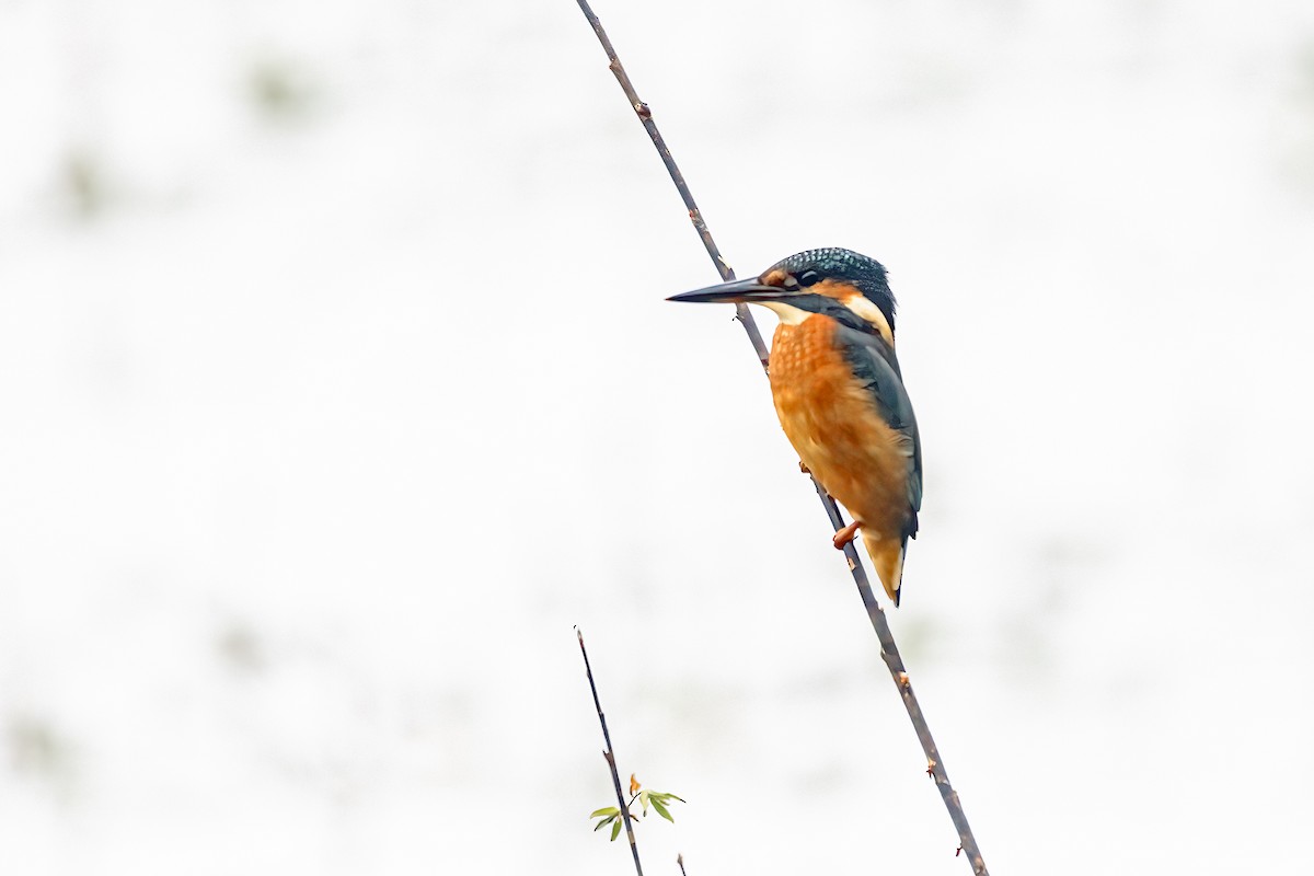 Common Kingfisher - ML622515042