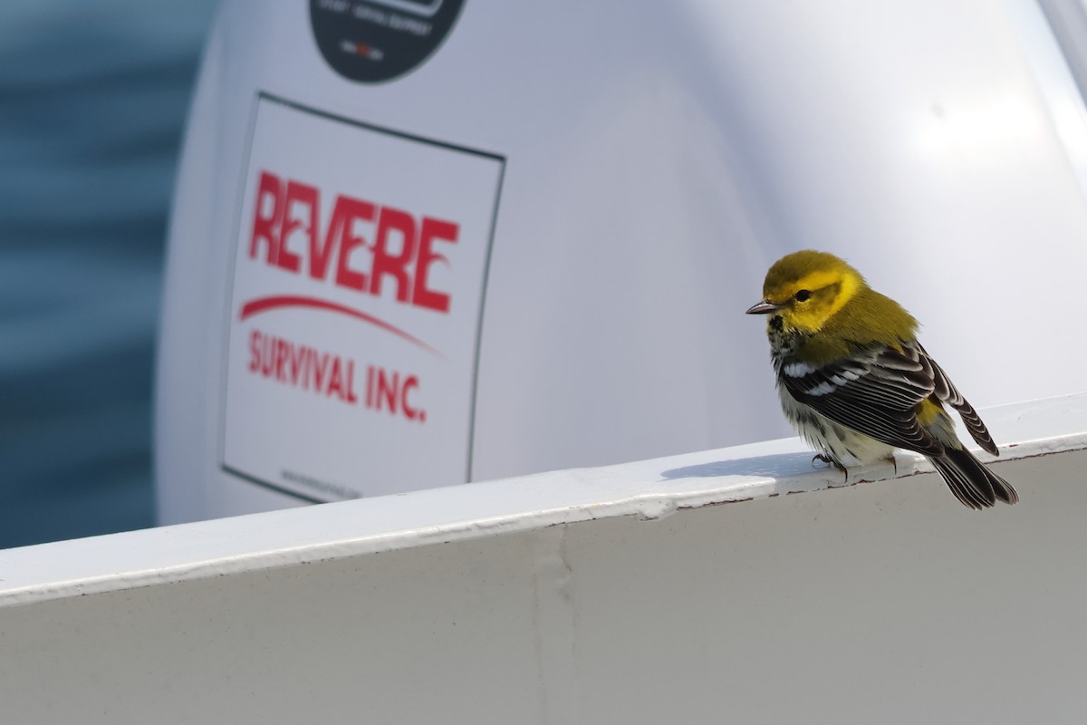 Black-throated Green Warbler - ML622515048