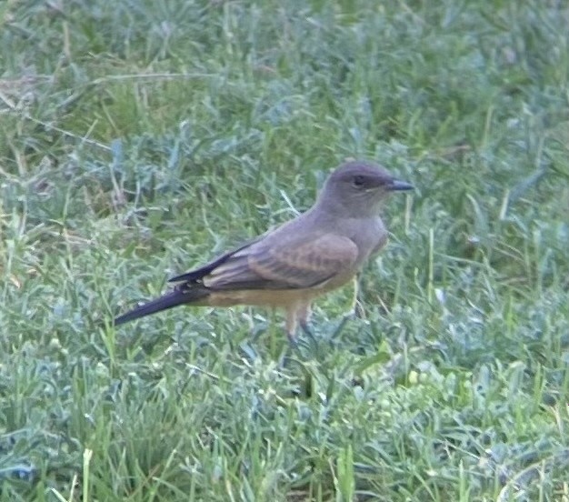 Moucherolle à ventre roux - ML622515104