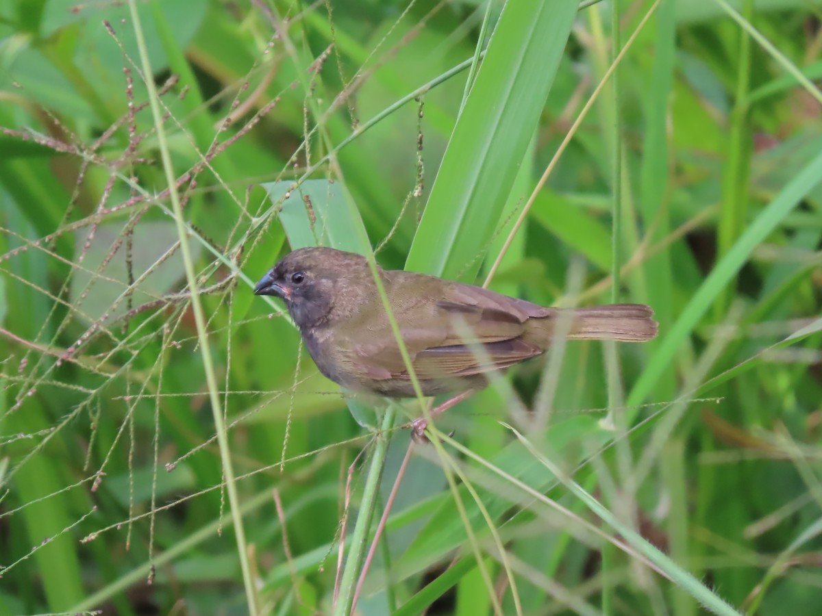 Lesser Antillean Bullfinch - Steve Droste