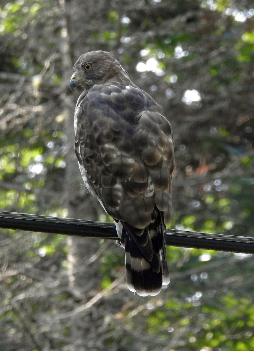 Broad-winged Hawk - ML622515158