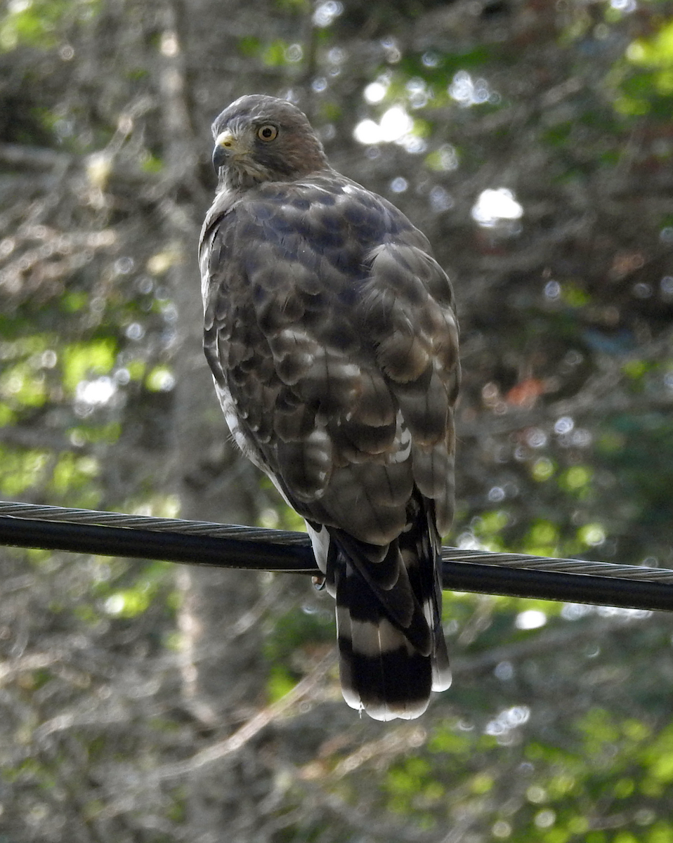 Broad-winged Hawk - ML622515159