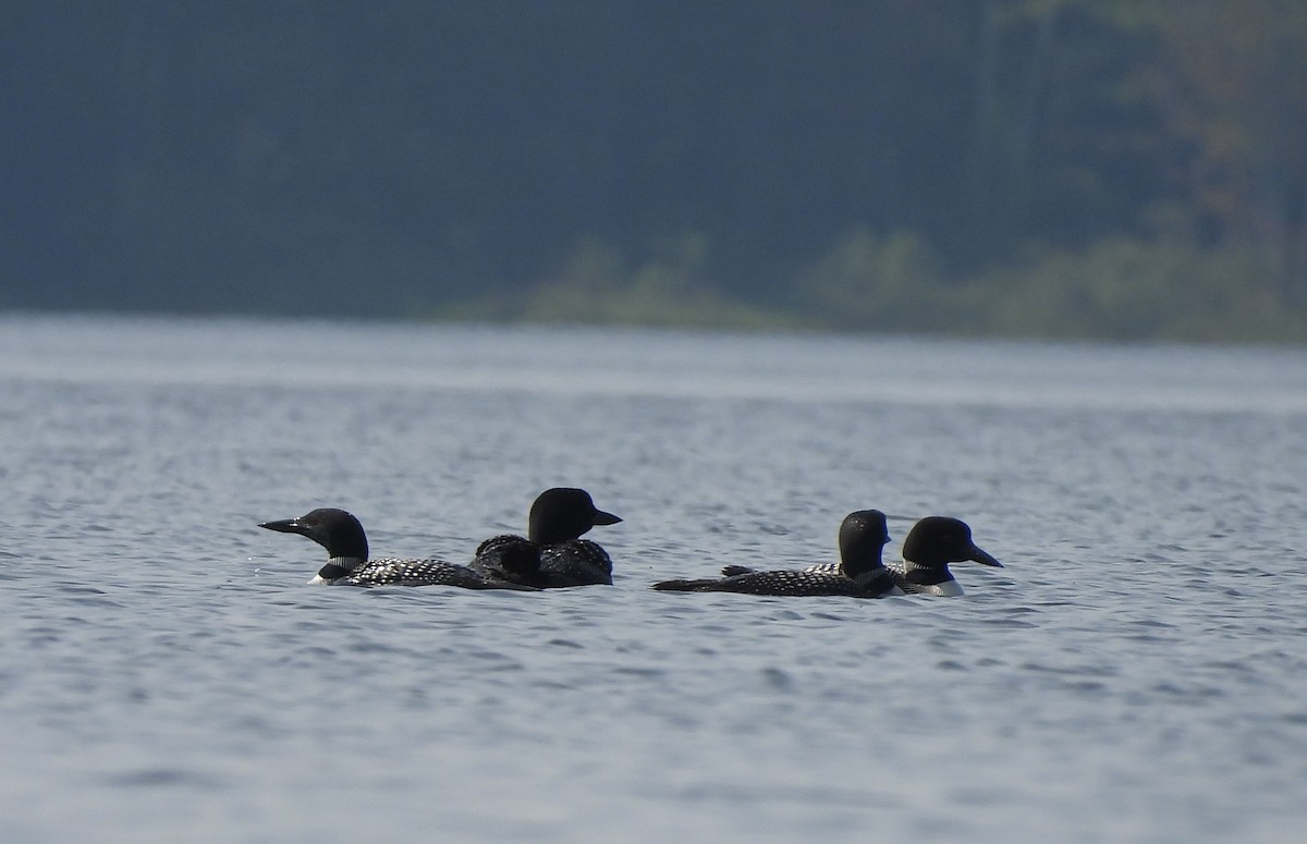 Common Loon - ML622515203