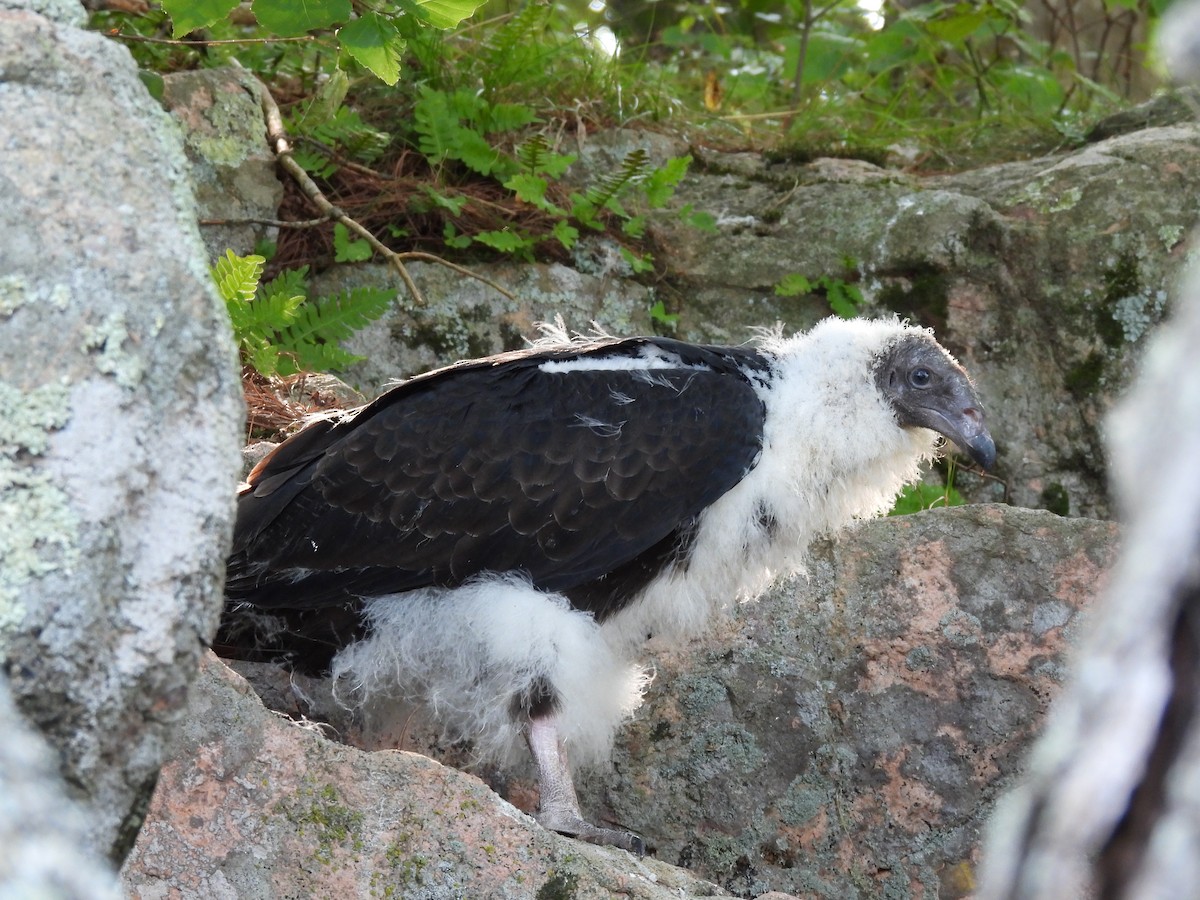 Turkey Vulture - ML622515213